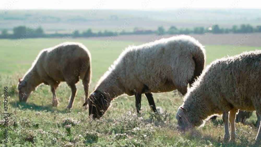 Cute sheep standing and graze on meadow in front on a sunny summer day. Cattle breeding. Slow motion