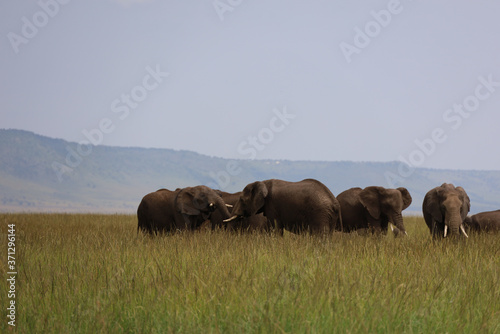Group of Elephants in Kenya, Africa © Hawksnestco.com