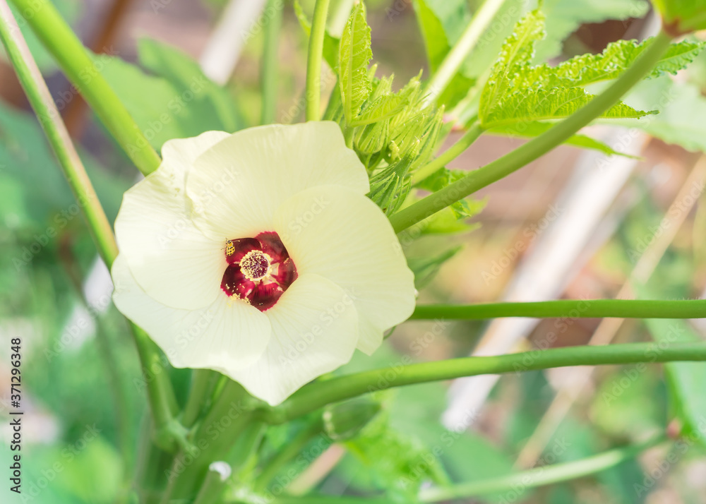 Shallow DOF blossom okra (Abelmoschus esculentus) flower and pods at raised bed garden near Dallas, Texas, USA Shallow DOF blossom okra (Abelmoschus esculentus) flower and pods at raised bed garden near Dallas, Texas, USA