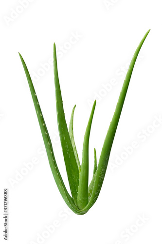 Aloe Vera isolated On White Background with clipping path