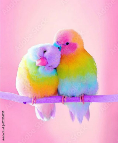 Canvas Print Parakeet love