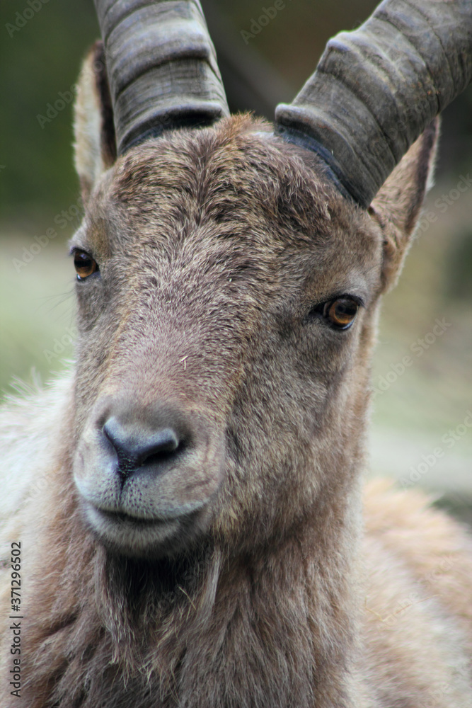 Capra caucasica - Der Westkaukasische Steinbock Capra caucasica - Der Westkaukasische Steinbock