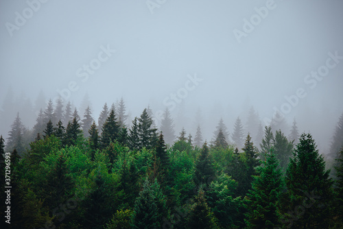 Fototapeta Naklejka Na Ścianę i Meble -  Misty landscape with fir forest in hipster vintage retro style.