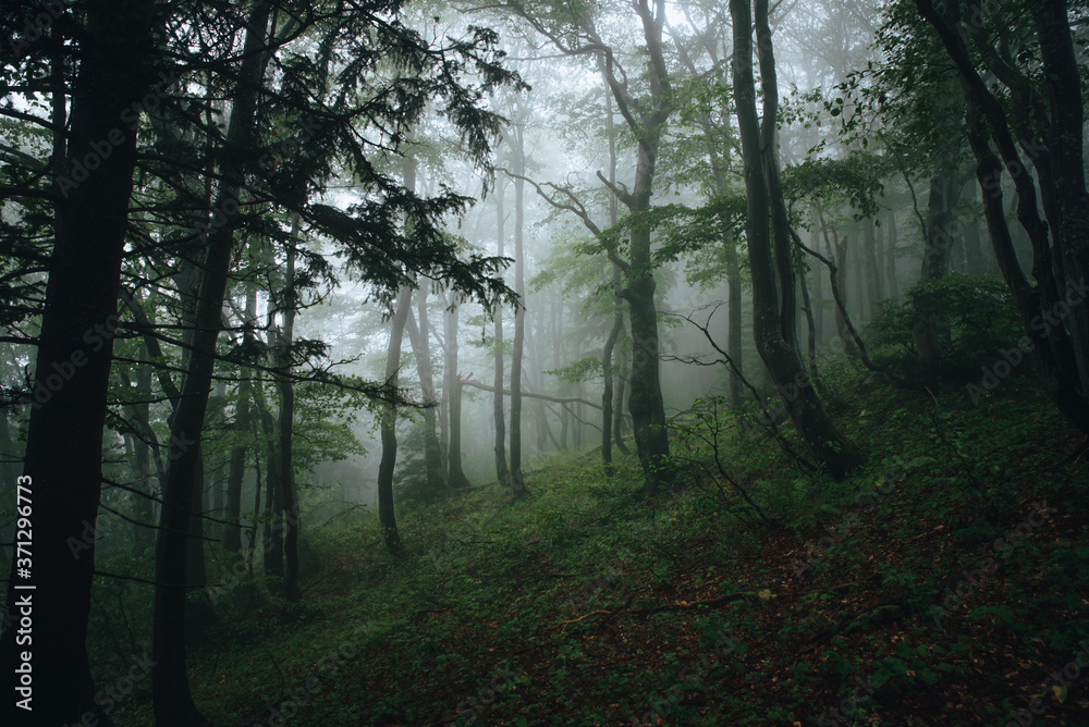 Fototapeta premium dark forest panorama fantasy misty landscape.