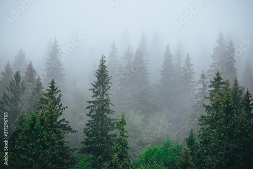 Misty foggy mountain landscape with fir forest and copyspace in vintage retro hipster style.