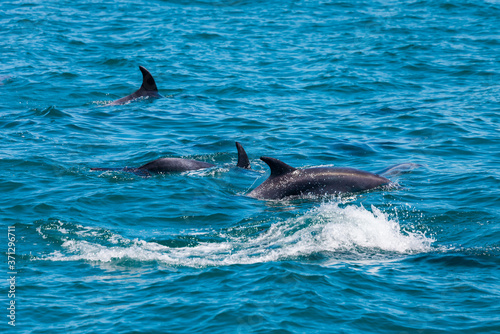 Pod of Dolphins in Bay of Islands  New Zealand