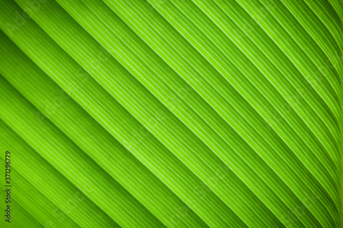 Closeup tropical palm leaf green leaves on dark background. illustration tropical exotic leaf for wallpaper vintage Hawaii style .pattern.Selective focus image.