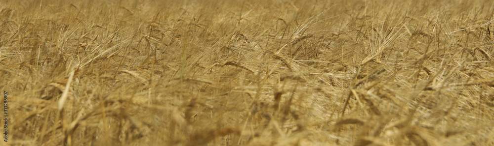 Barley field. Agriculture and farming. First summer harvest Barley field. Agriculture and farming. First summer harvest