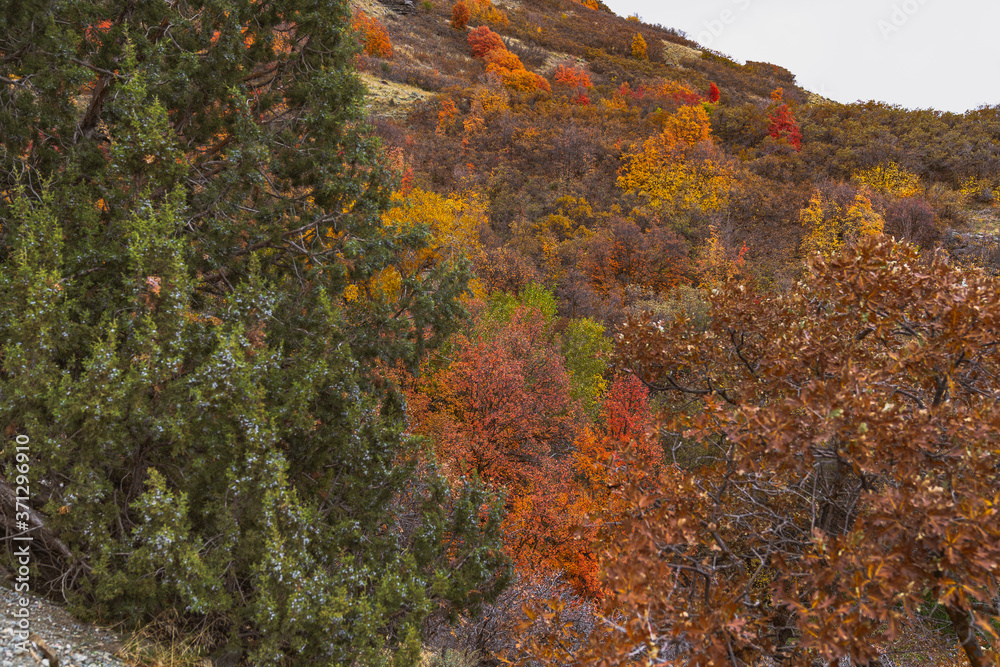 Utah mountain trail 4