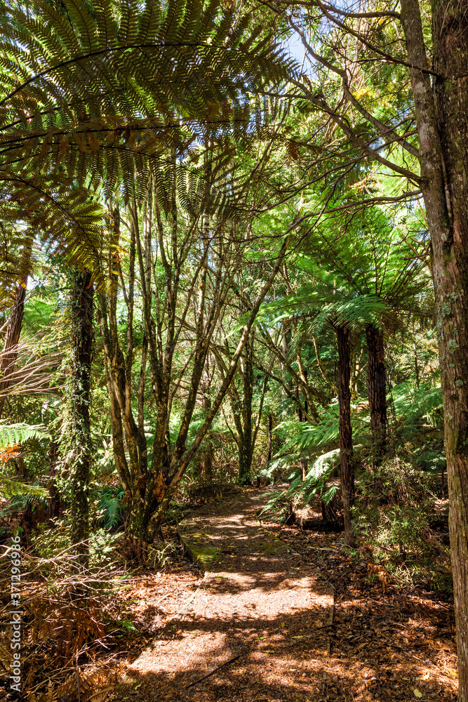 Fototapeta premium Footpath through Tree Ferns and dense forest in New Zealand