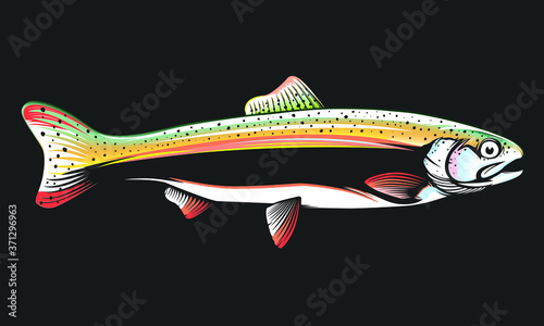 Rainbow trout jumping out water.Salmon isolated on white background. Concept art for horoscope, tattoo or colouring book.