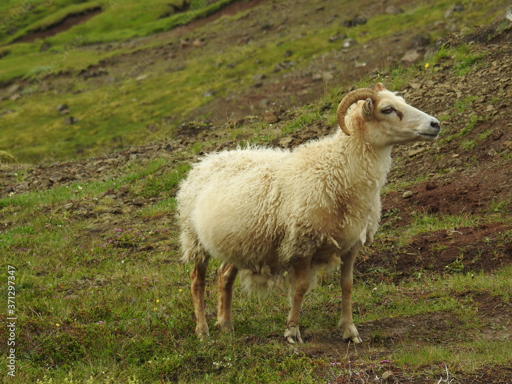 Fototapeta premium Icelandic sheep in the steam valley's of Iceland