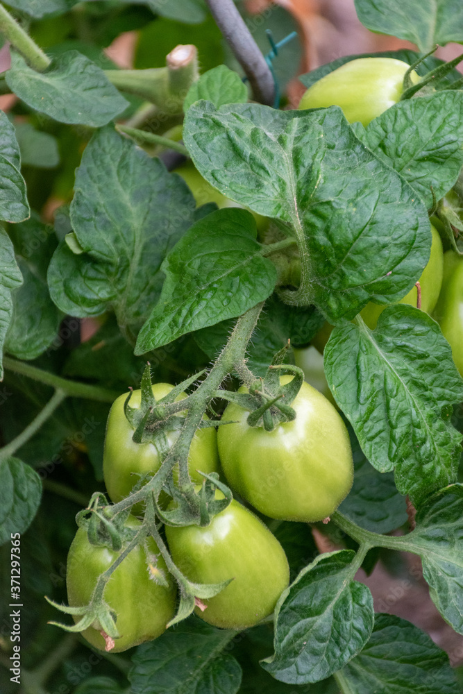 plum tomatoes growing on the vine 