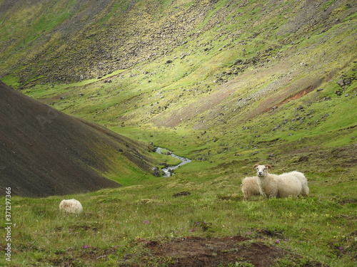 Icelandic sheep in the steam valley's of Iceland