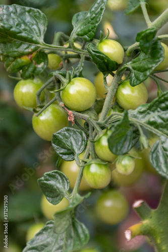 Wallpaper Mural cherry tomatoes growing in the garden  Torontodigital.ca