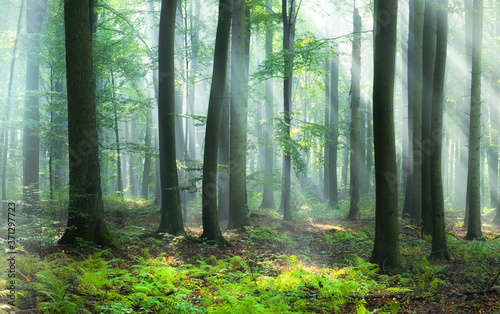 Beautiful morning in the forest © Piotr Krzeslak