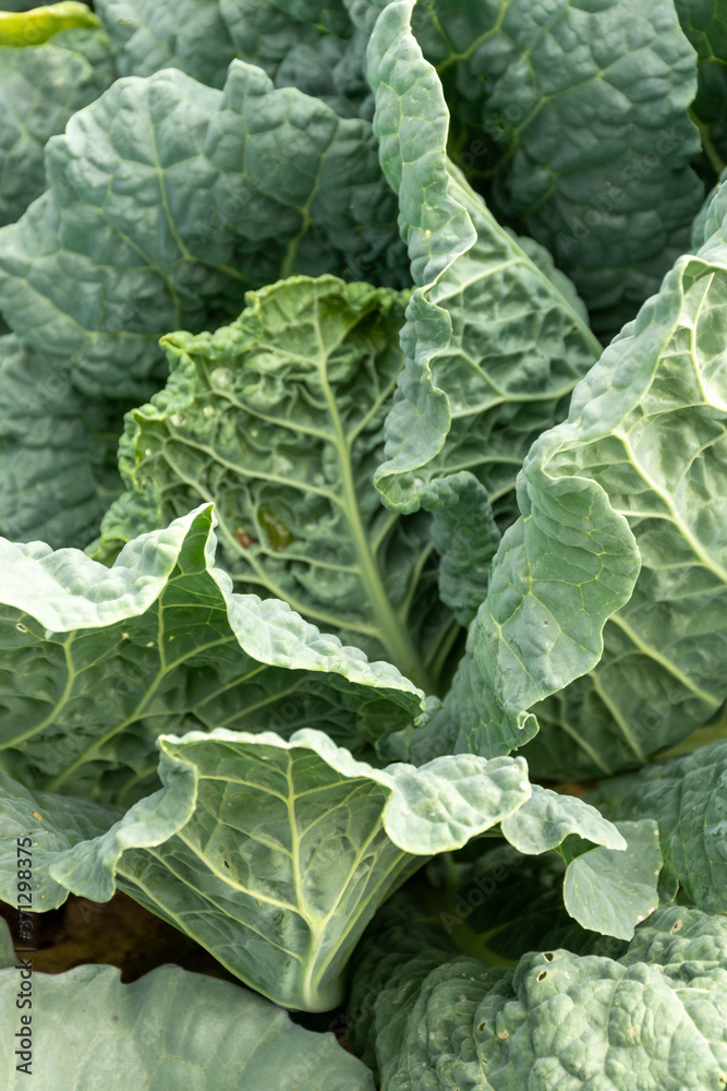 spring cabbage growing in the vegetable garden spring cabbage growing in the vegetable garden
