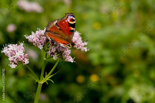 butterfly on flower