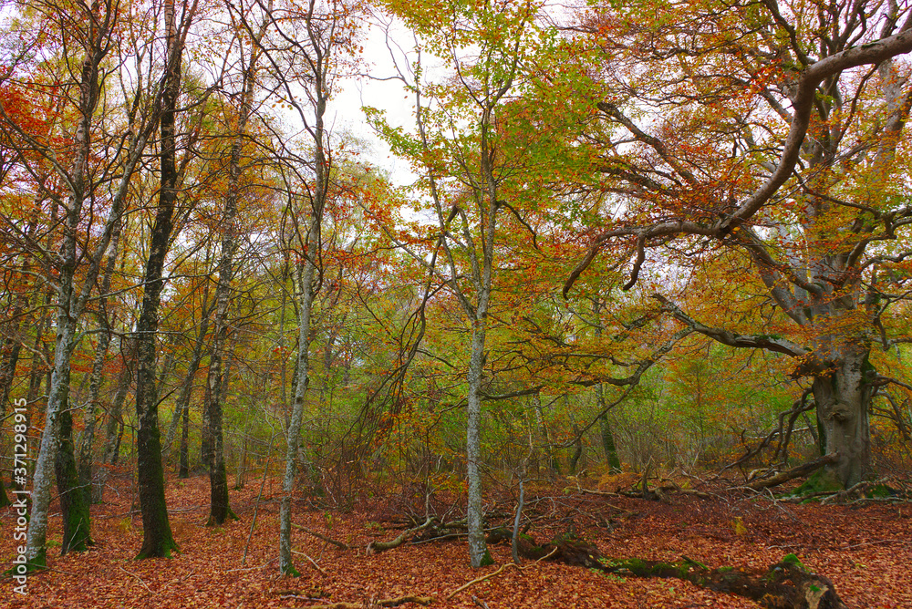 autumn landscape in birch forest