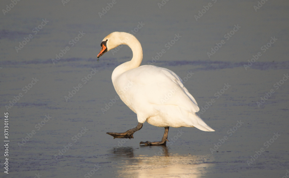 Obraz premium Swan walking on Ice