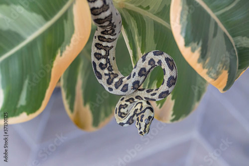 Morelia spilota. Snake curled up and hanging on leaves of rubber fig. Exotic pet. Close up, macro. Wallpaper, poster, background photo