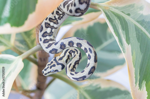 Morelia spilota hanging on leaves of rubber fig and looking away photo
