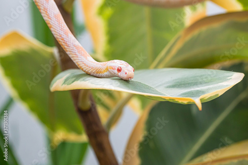 Head of pantherophis guttatus on the leaf of rubber fig and looking at camera. Snake. Exotic pet. Poster, wallpaper. Close up, macro
