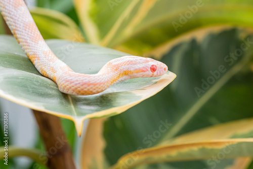 Macro of pantherophis guttatus snake on the leaf of rubber fig and looking away. Curled up snake. Exotic pet. Poster, wallpaper. Close up