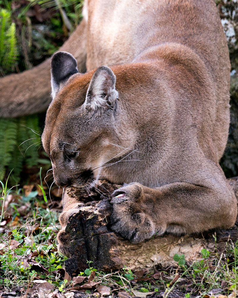Fototapeta premium Panther Florida animal stock photos. Panther Florida close-up profile view scratching log with a foliage background