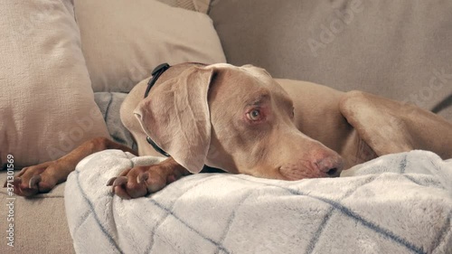Large dog curled up on a gray sofa with a light blue blanket watches his owner cleaning the living room off frame.  Weimaraner's expressive eyes and ears watch his human before jumping up and leaving.