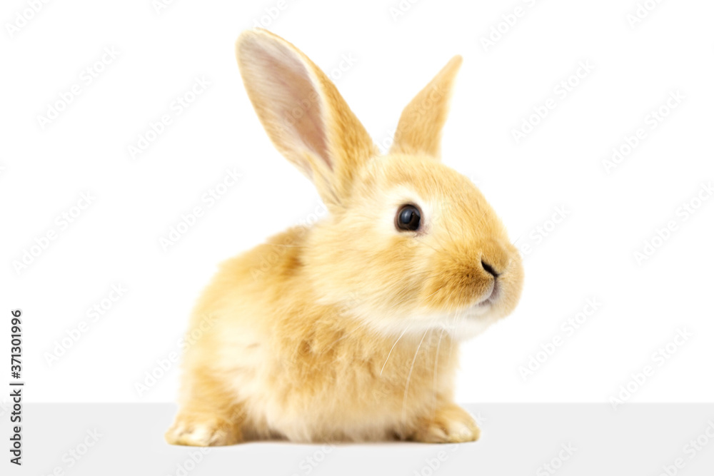 A  fluffy ginger rabbit looks at a signboard. Isolated on white background. Easter Bunny.