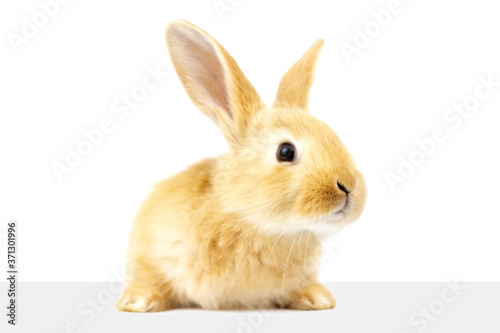 A  fluffy ginger rabbit looks at a signboard. Isolated on white background. Easter Bunny.