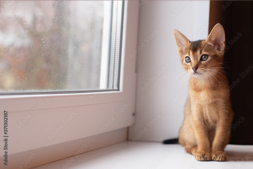 Pretty abyssinian kitten sitting on the windowsill and watching autumn rain through the window. Rudy coloring. Copy space