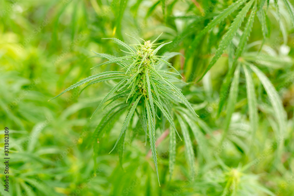 Cannabis leaf bushes. Hemp close-up. Cannabis leaf bushes. Hemp close-up.