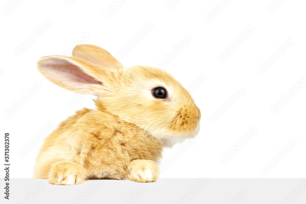 Ginger rabbit peeks out at the banner. Photo of a fluffy pet on a white background. Soft focus. Close up