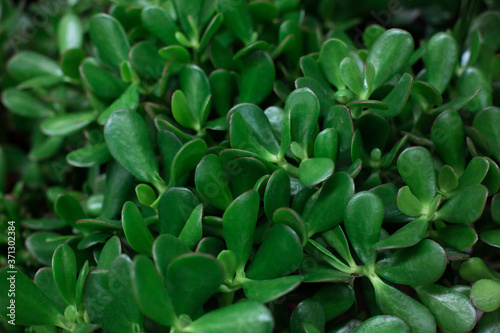 The foliage is dark green in a round shape. Low key  horizontal background or banner. View from above.