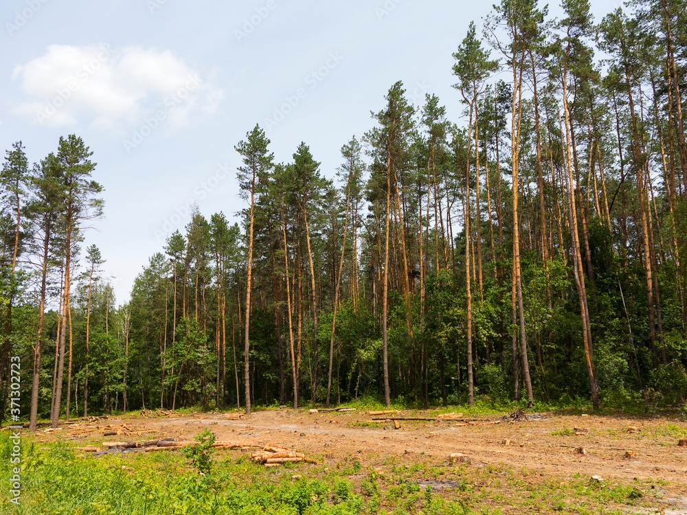 Obraz premium IIlegal chaotic deforestation in Ukraine with a low economy leads to baldness and climatic natural disasters. Extraction of amber in Ukraine Chopping wood