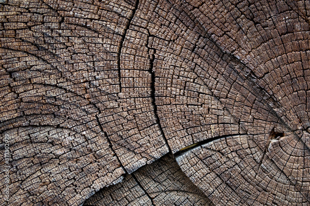 Fototapeta premium old brown wood texture background