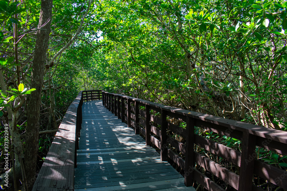 Fototapeta premium A Boardwalk in a Thick and Bright Green Forest