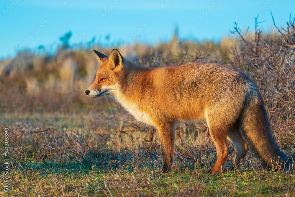 Wild red fox, vulpes vulpes, at sunset