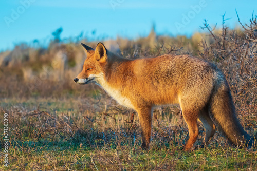 Wild red fox  vulpes vulpes  at sunset