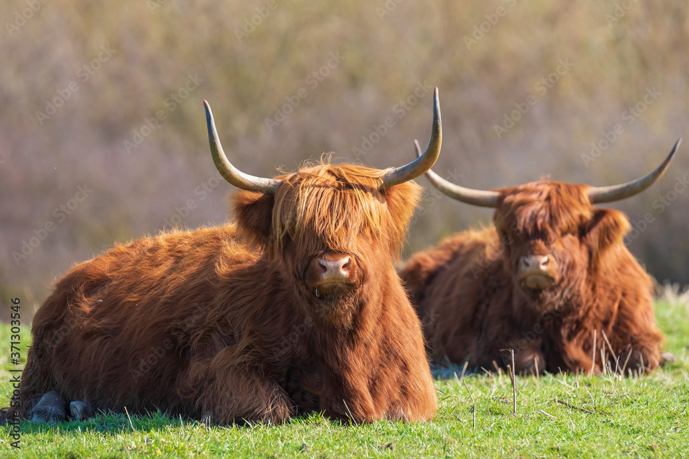 Closeup of brown red Highland cattle, Scottish cattle breed Bos taurus with big long horns Closeup of brown red Highland cattle, Scottish cattle breed Bos taurus with big long horns