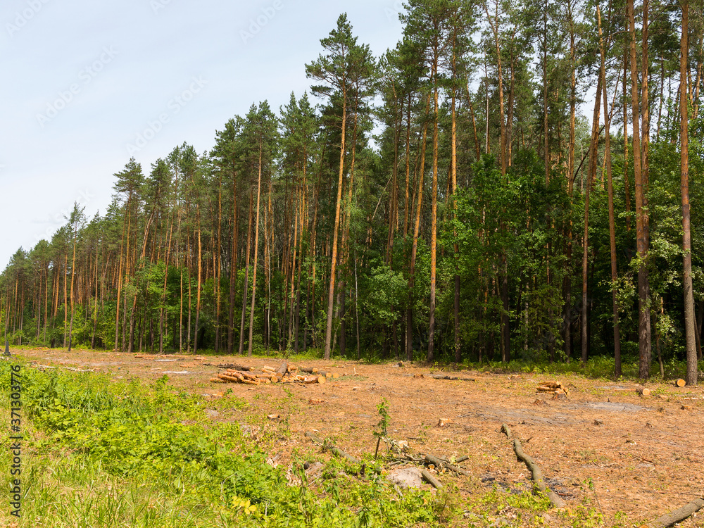 IIlegal chaotic deforestation in Ukraine with a low economy leads to baldness and climatic natural disasters. Extraction of amber in Ukraine Chopping wood IIlegal chaotic deforestation in Ukraine with a low economy leads to baldness and climatic natural disasters. Extraction of amber in Ukraine Chopping wood