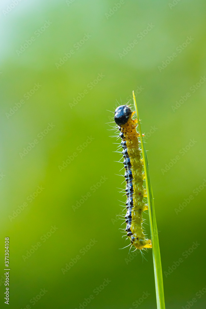 Box tree moth caterpillar, Cydalima perspectalis, closeup Box tree moth caterpillar, Cydalima perspectalis, closeup