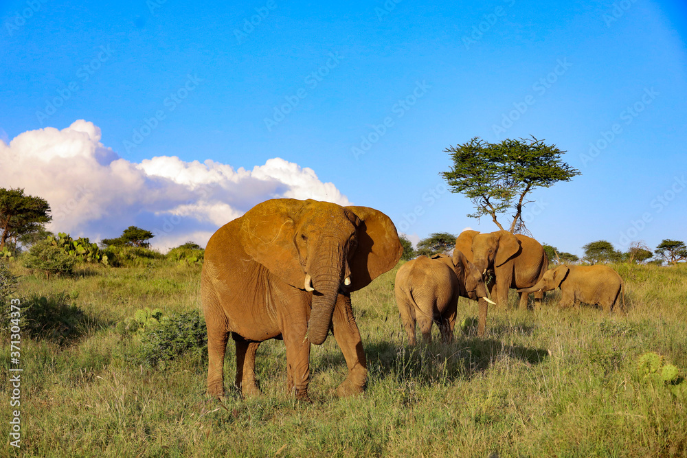 Obraz premium Bull Elephant with Herd in Kenya, Africa