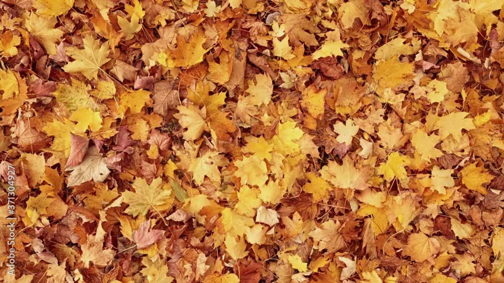 Background from zooming autumn leaves Background from zooming autumn leaves