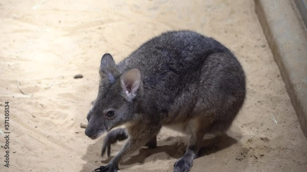 A Wallaby (Macropus) sitting eating at the zoo. A Wallaby (Macropus) sitting eating at the zoo.