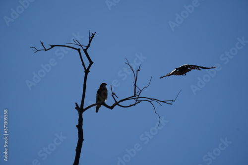 hawk and crow competing for branch