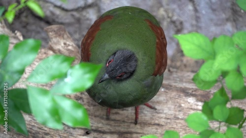 A female crested partridge (Rollulus rouloul) also known as the crested wood partridge, roul-roul, red-crowned wood partridge, green wood quail or green wood partridge is a gamebird pheasant  photo