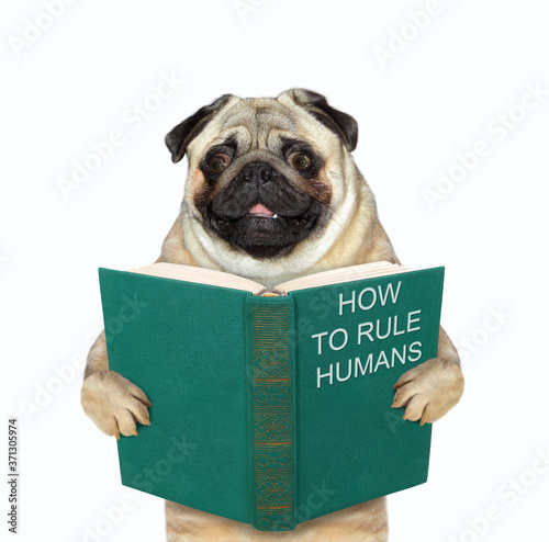 The pug dog is standing with a open green book called how to rule humans. White background. Isolated. © iridi66